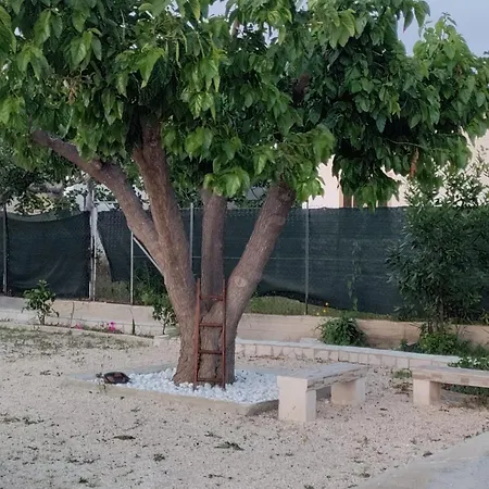 Elvira * 维耶斯泰